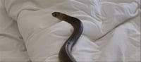 6 feet long poisen snake lying in bedroom blanket